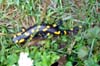 Salamandra salamandra (Mlok skvrnit)