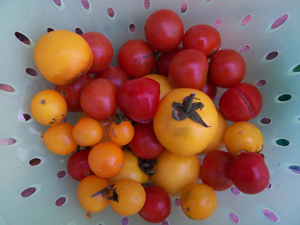 na fotce: zátiší s ovocem