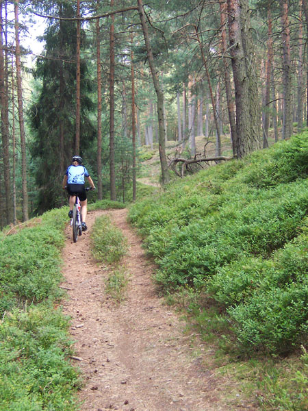 na fotce: nádherný singlík v borovém lese