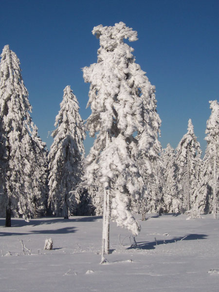 na fotce: chudák strom to nemá vůbec lehké