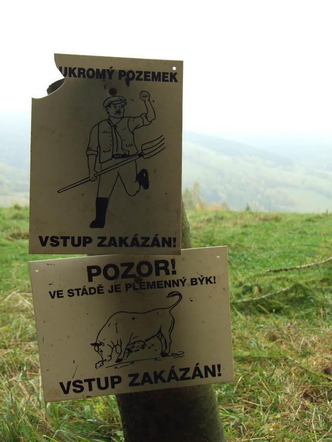 na fotce: ve stádě nebyl plemený majitel, ani soukromý býk, ani tam nebylo stádo