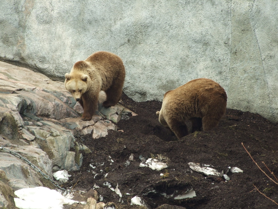 na fotce: Medvědi v místní ZOO, zrovna se chystaj zase chrápat.