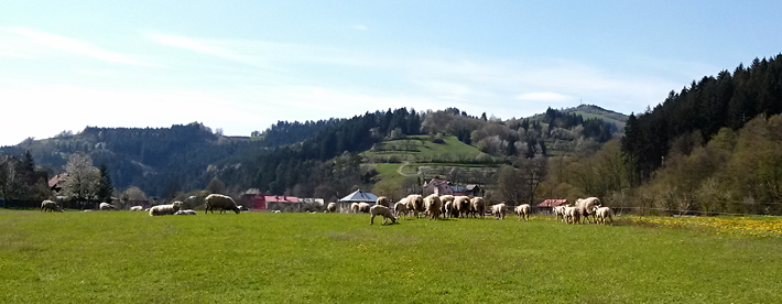 Ovečky