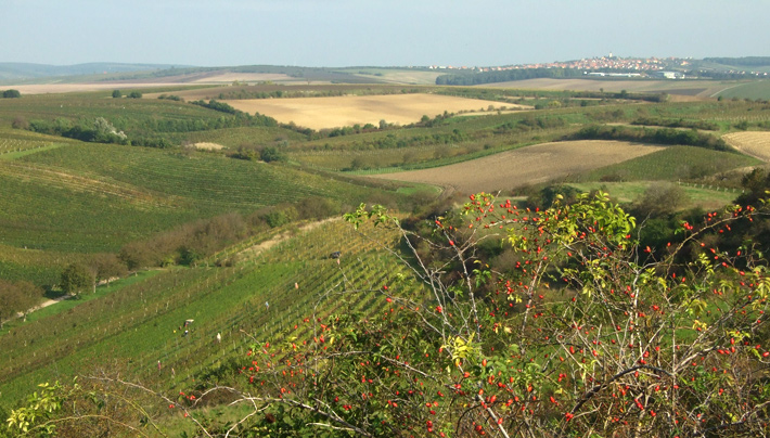 v Lednici panorámata